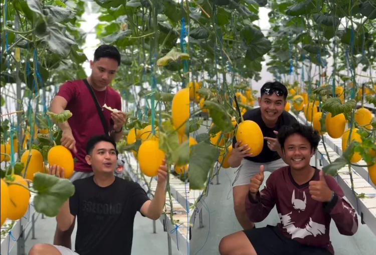 Wisata Seru Akhir Pekan: Jona Farm Labuapi Buka Agro Petik Melon Langsung dari Pohon